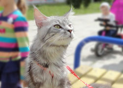 Вакцинация домашних животных в поселении Московский