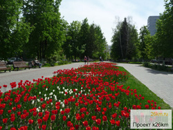 Московский украсят 138 тысяч цветов