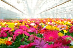Приближается 8 марта: цены на цветы в магазине Агрохолдинга