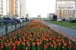 В Московском появится липовая аллея