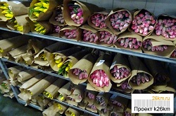 Стоимость тюльпанов в Ульяновском производственном управлении